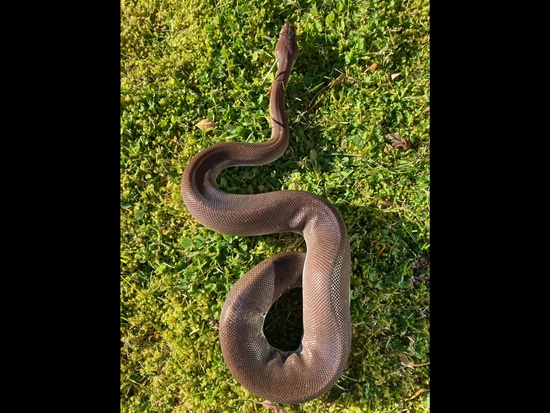 Cinny Sugar Ball Python Super Cinny Ball Python by Sphynx&Serpent