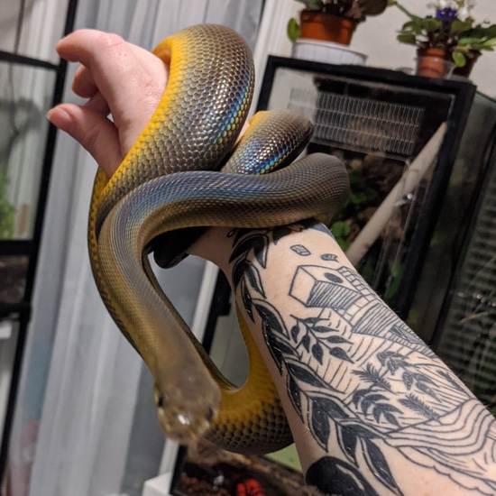 Australian Water Python (Liasis Fuscus) by Vestigial Legs