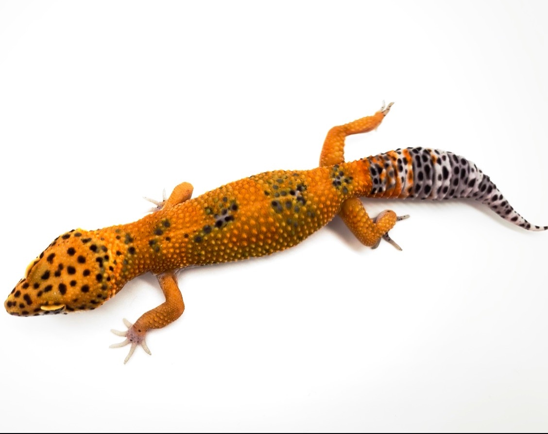 2021 Blood Tangerine Baby Leopard Gecko by Reptilemon MorphMarket