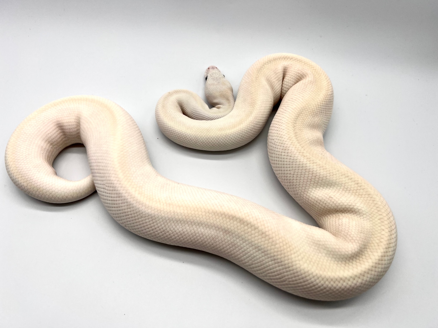 BEL Ball Pyton Ball Python by Reptilemon - MorphMarket