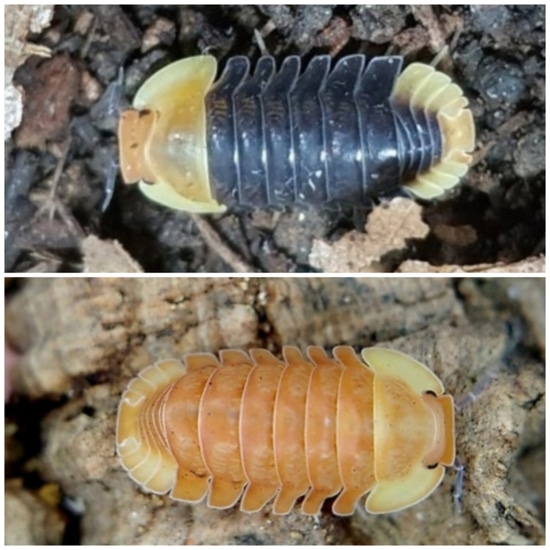 Ducky Pack (Rubber &Blond Ducky) Isopod by Reptilemon