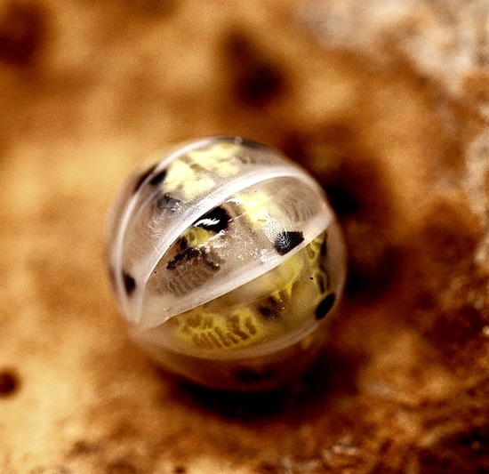 Magic Potion "Japanese Line" Armadillidium Vulgare Isopod by Reptilemon