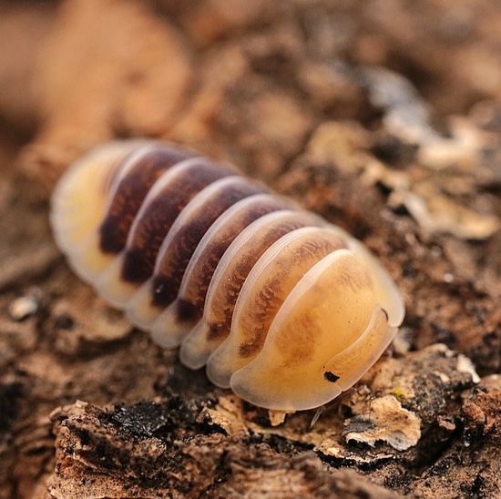 Jupiter | Cubaris Sp Isopod by Reptilemon