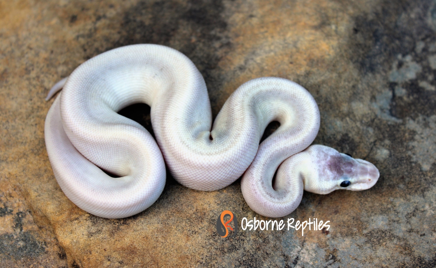 Super Sandblast Sterling Possible Mojave 66% Het Pied Ball Python by ...