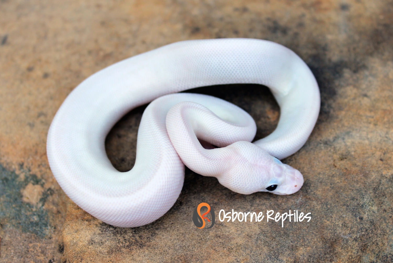 White Panda Pied Possible Sandblast Ball Python by Osborne Reptiles ...