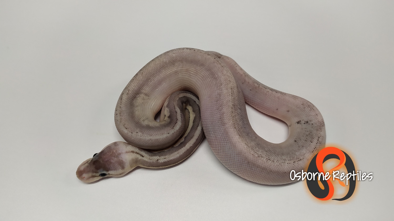 Sandblast Sterling 66% Het Pied Ball Python by Osborne Reptiles ...