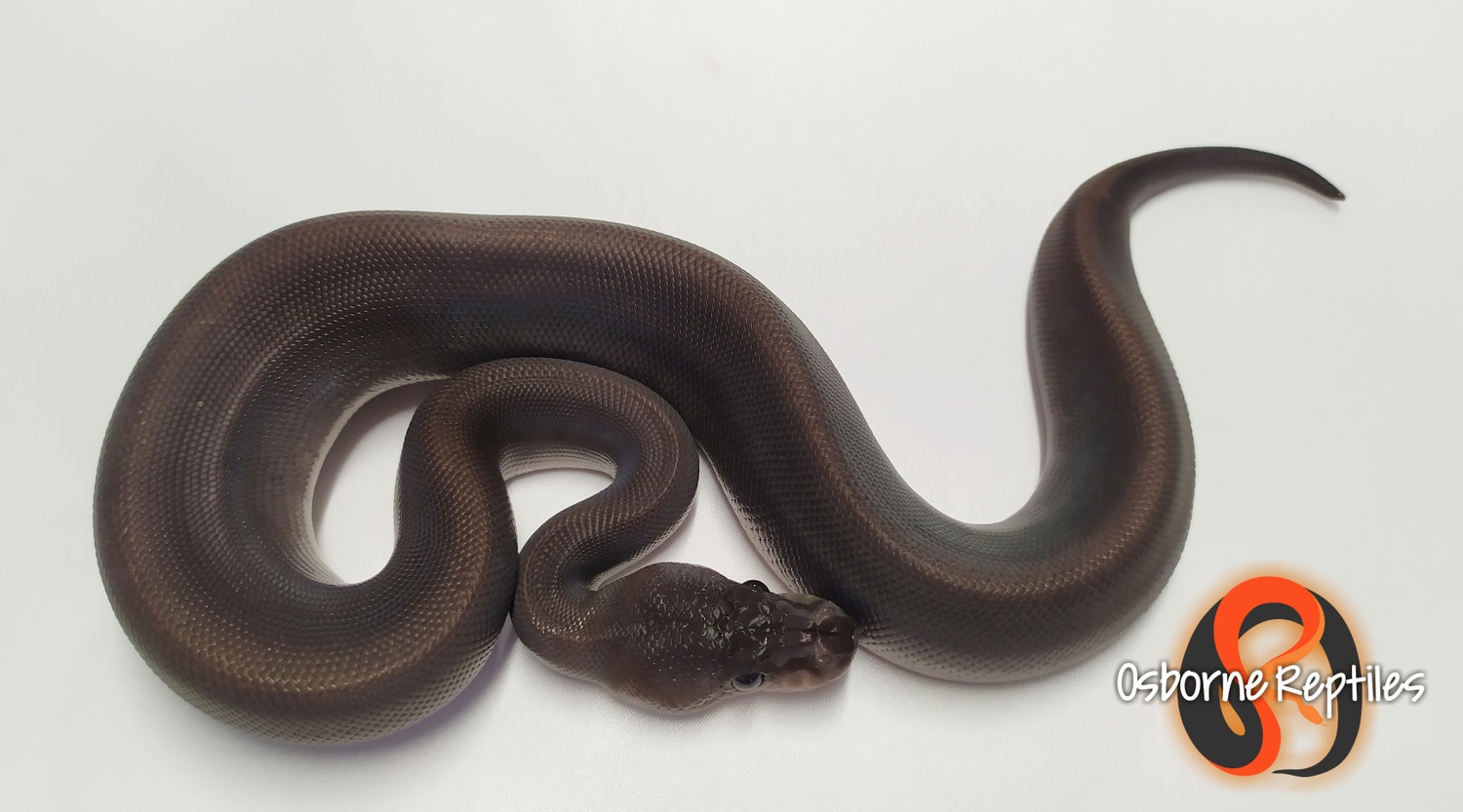 Suma Black Pastel Het Pied Ball Python by Osborne Reptiles - MorphMarket