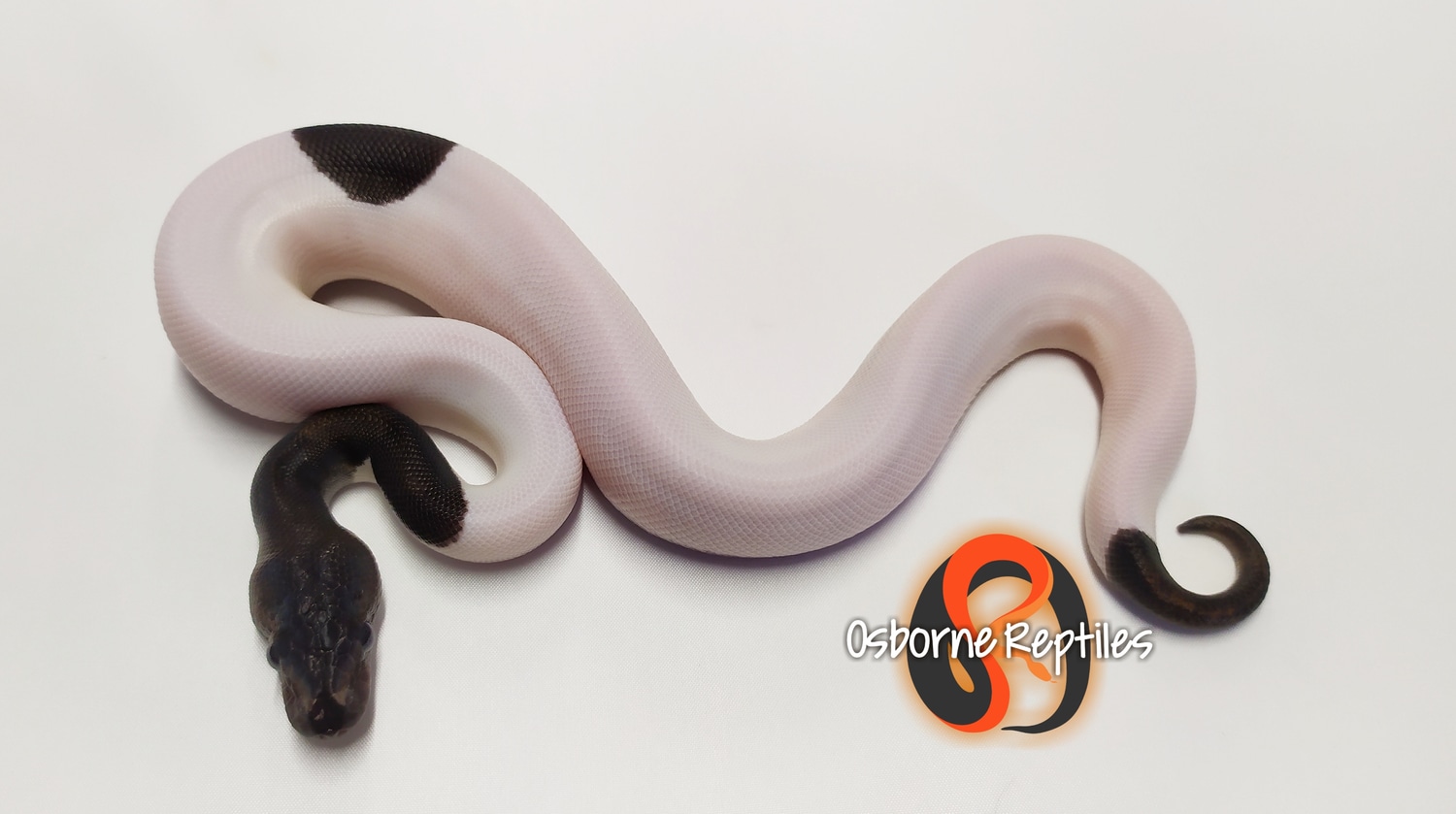 Suma Pied Ball Python by Osborne Reptiles - MorphMarket