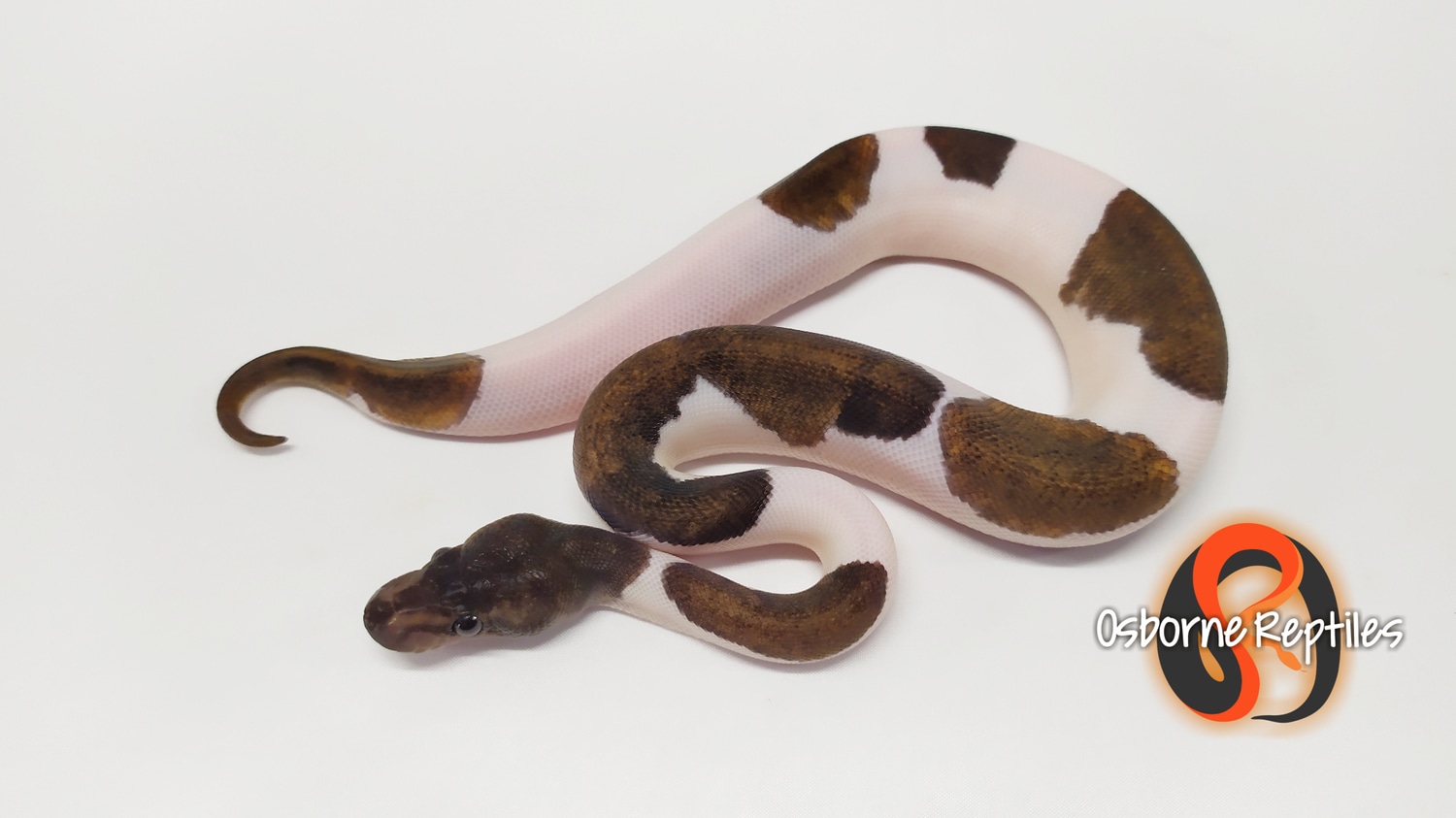 Suma Mystic Pied Ball Python by Osborne Reptiles - MorphMarket