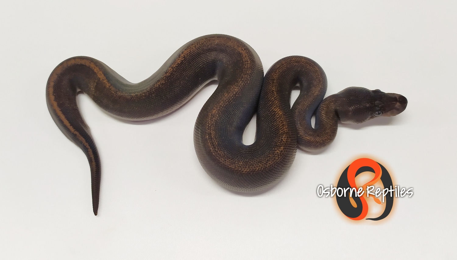 Suma Het Pied Ball Python by Osborne Reptiles - MorphMarket