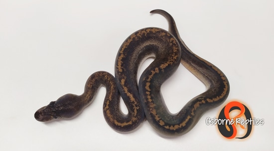 Suma Het Pied Ball Python by Osborne Reptiles