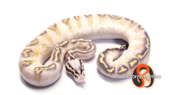 Pastel Highway Ball Python by Osborne Reptiles