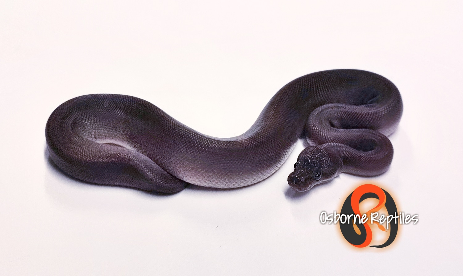 Suma Cinnamon Mystic Het Pied Ball Python by Osborne Reptiles - MorphMarket