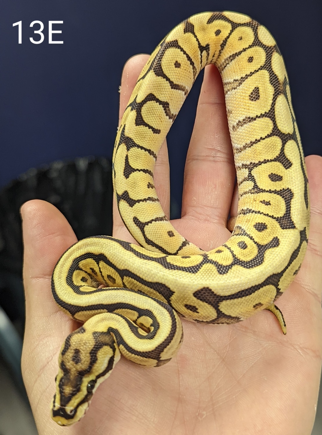 Phantom Spider (Free Shipping) Ball Python by KSO Reptiles MorphMarket