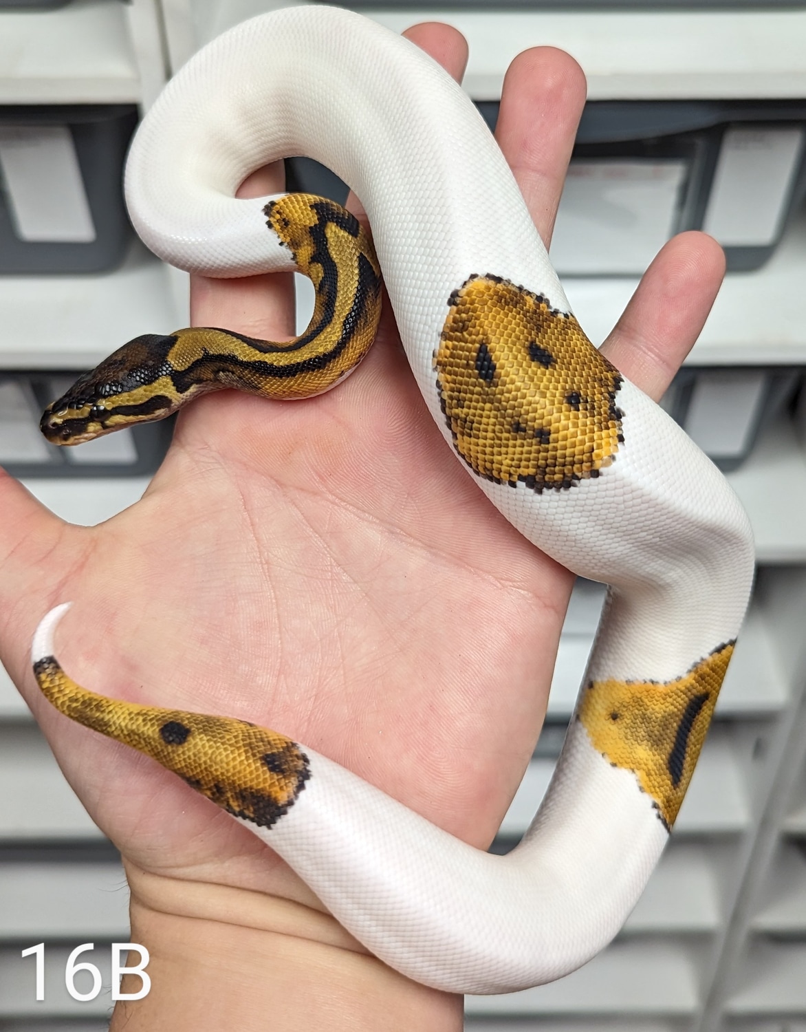 (Free Shipping) Pied Ball Python by KSO Reptiles MorphMarket