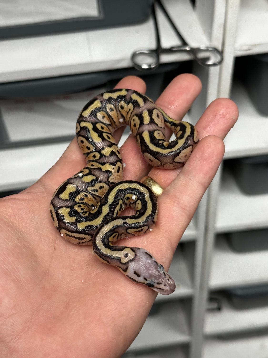 Wholesale 10+ Het Clown Please Read Description Ball Python by KSO