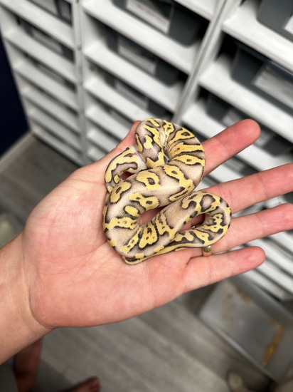 RedStripe YB Fire Super Pastel Het Clown Ball Python by KSO Reptiles