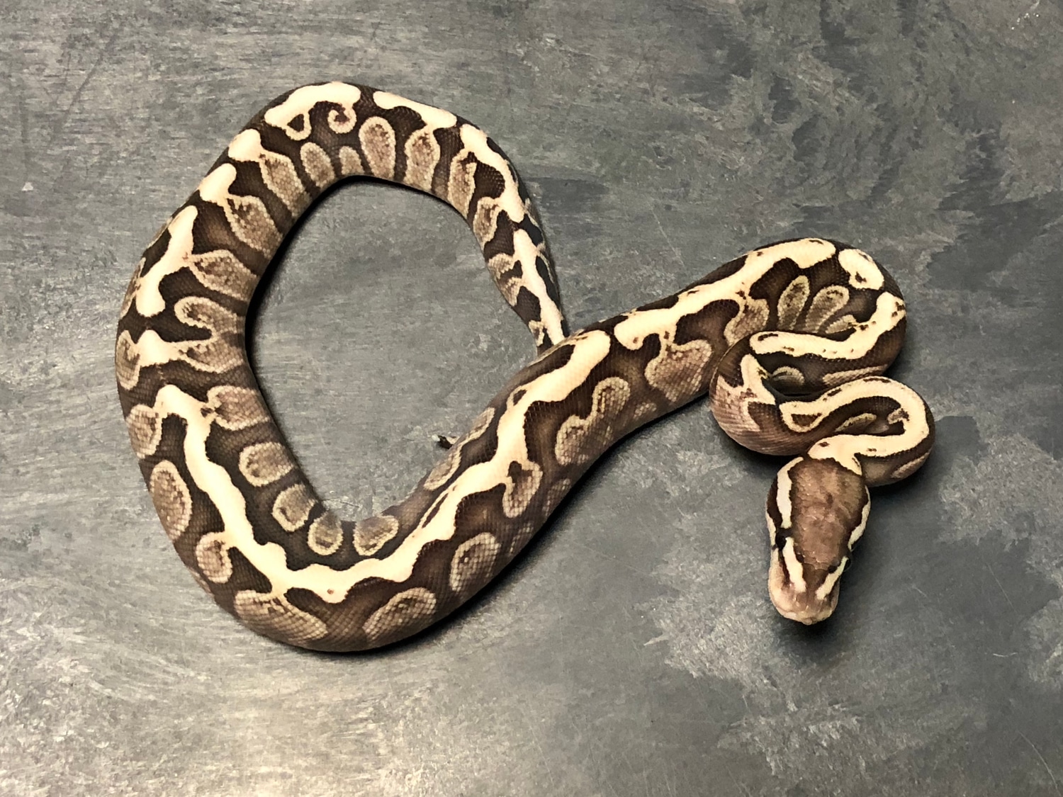 GHI Lesser Fire 50% Pos Het Albino Ball Python by Osmun Reptiles ...