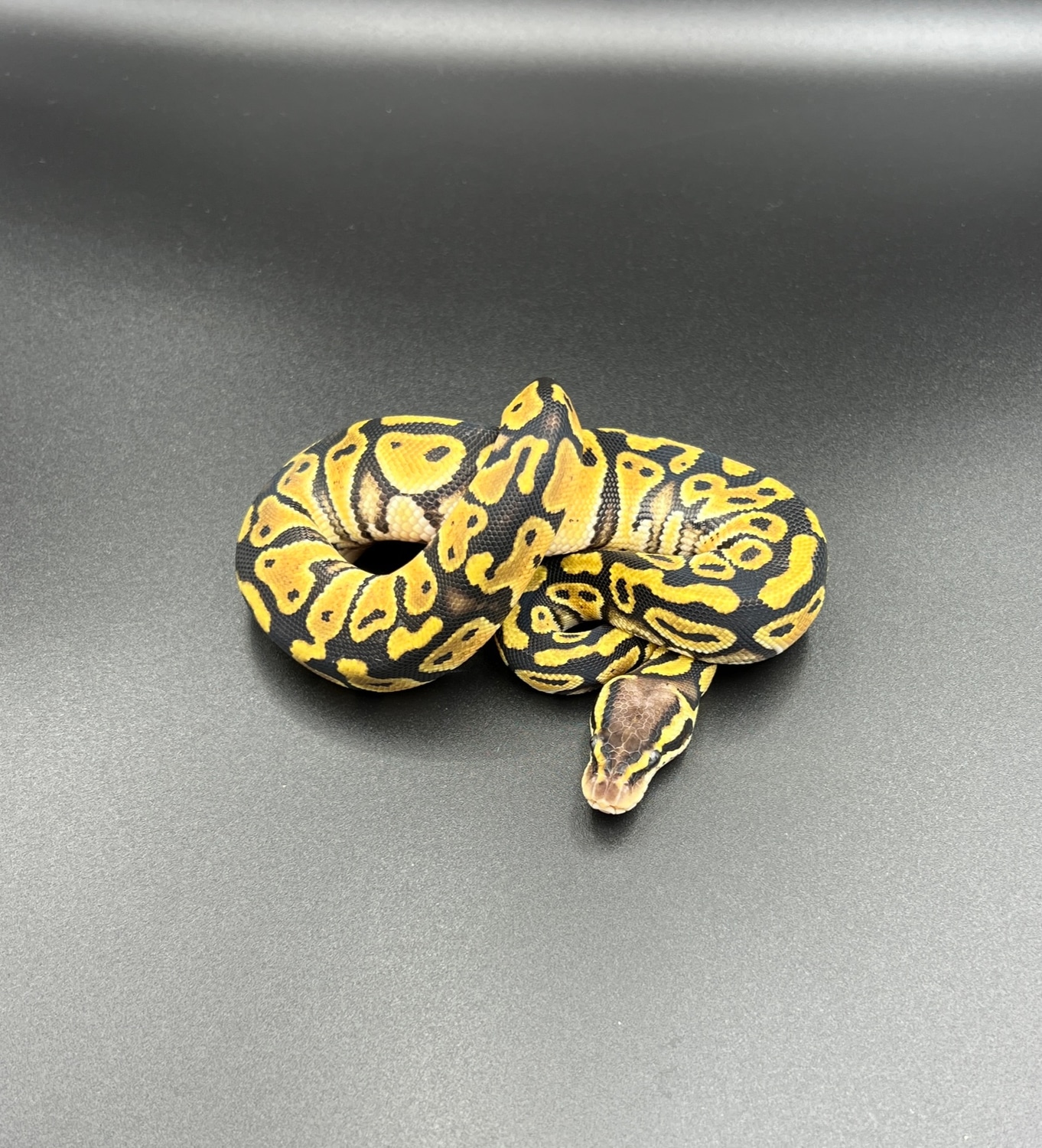 Pastel 100% Het Clown Ball Python by Osmun Reptiles - MorphMarket