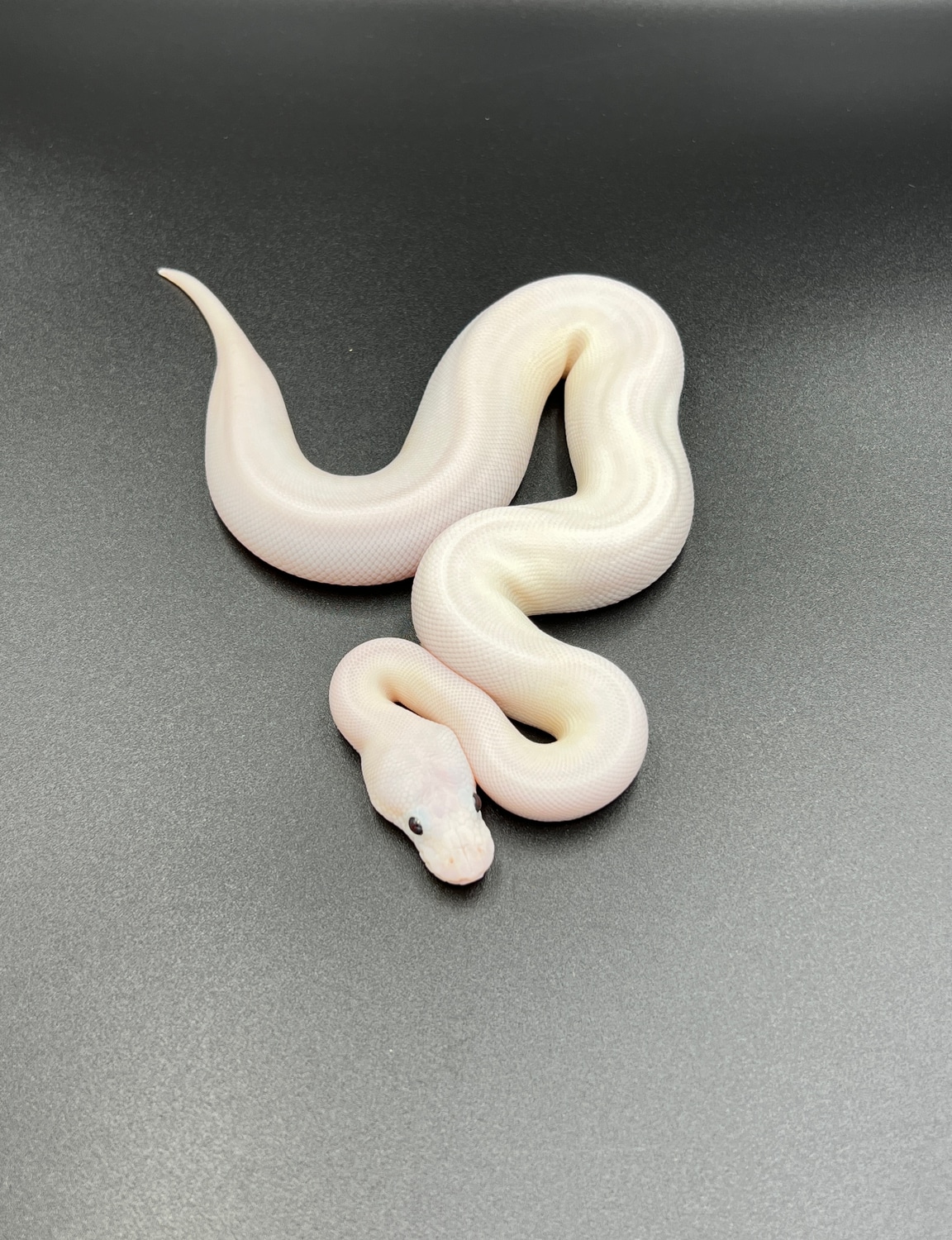Butter Mojave BEL + Ball Python by Osmun Reptiles - MorphMarket