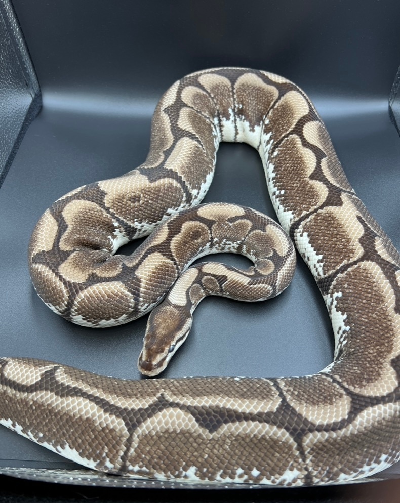 VPI Axanthic Spider Ball Python by Osmun Reptiles - MorphMarket