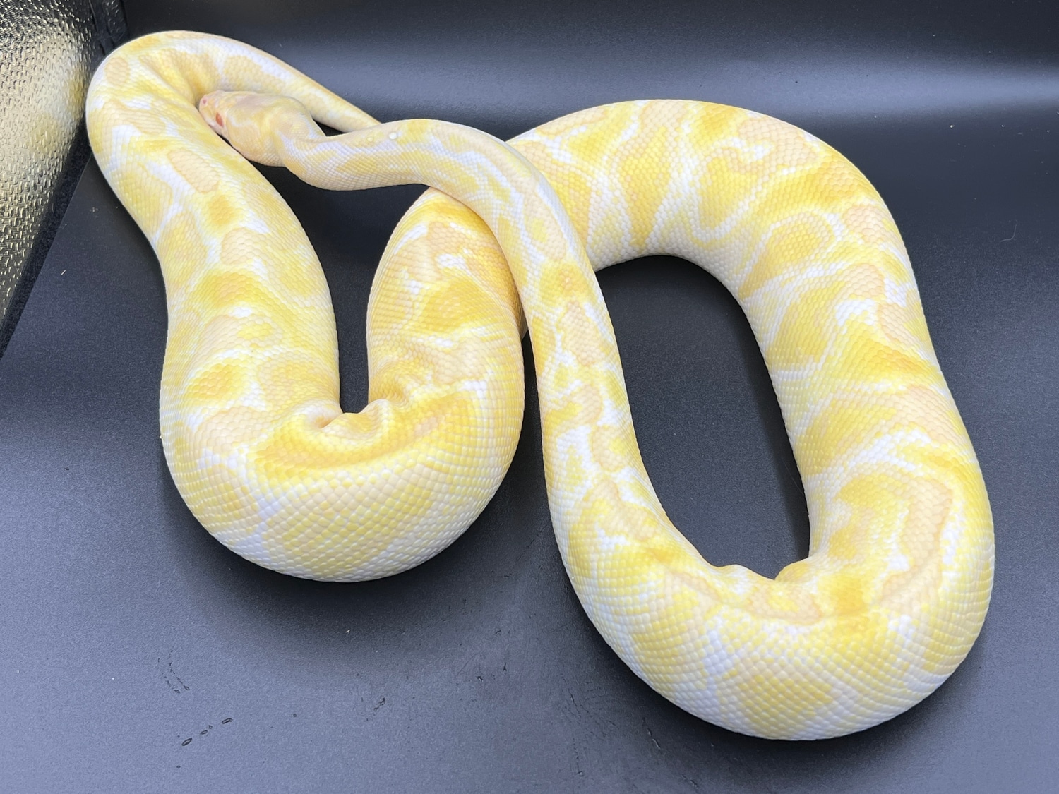GHI Leopard Albino Ball Python by Osmun Reptiles - MorphMarket
