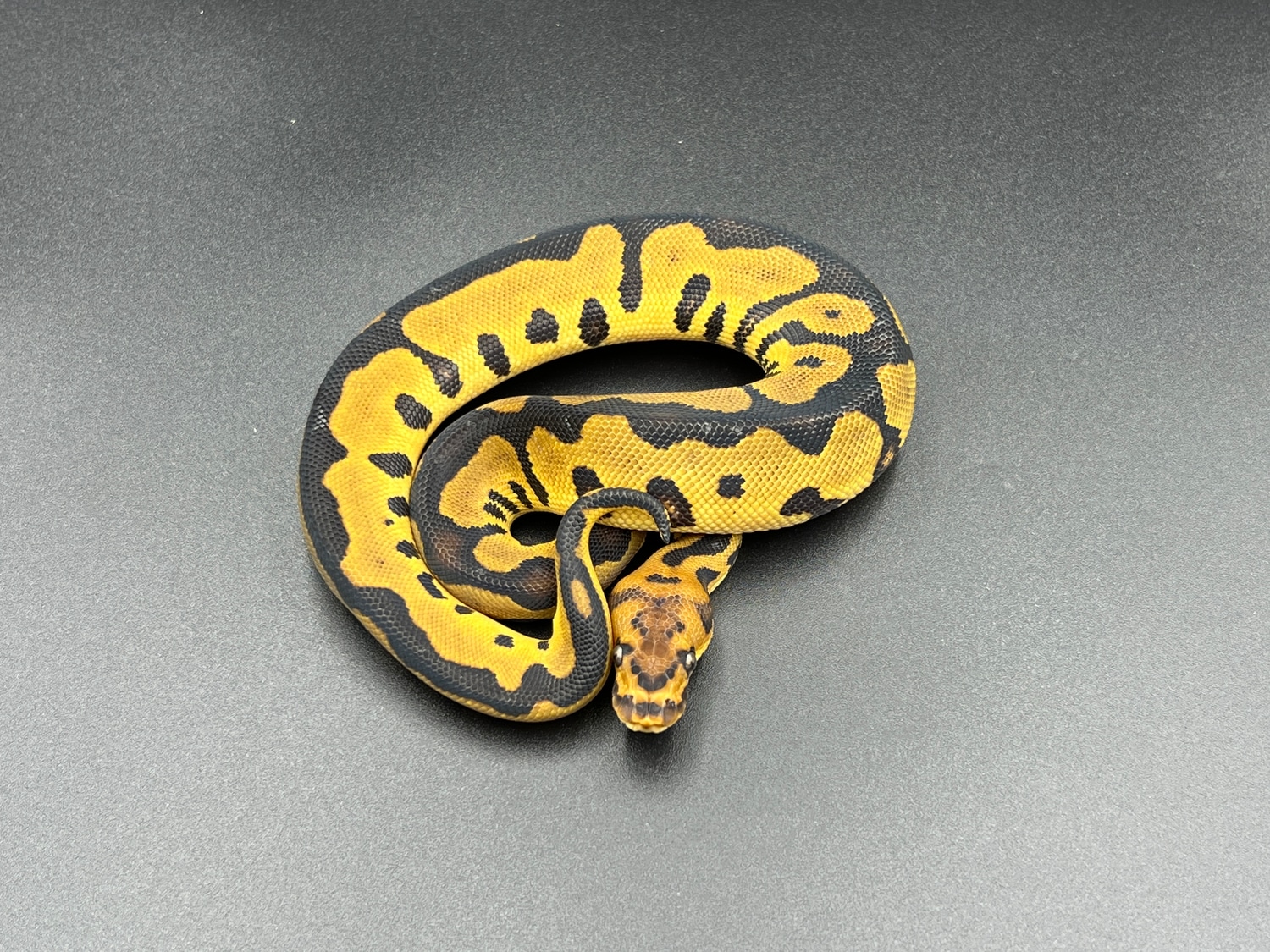 Leopard Clown Ball Python by Osmun Reptiles MorphMarket