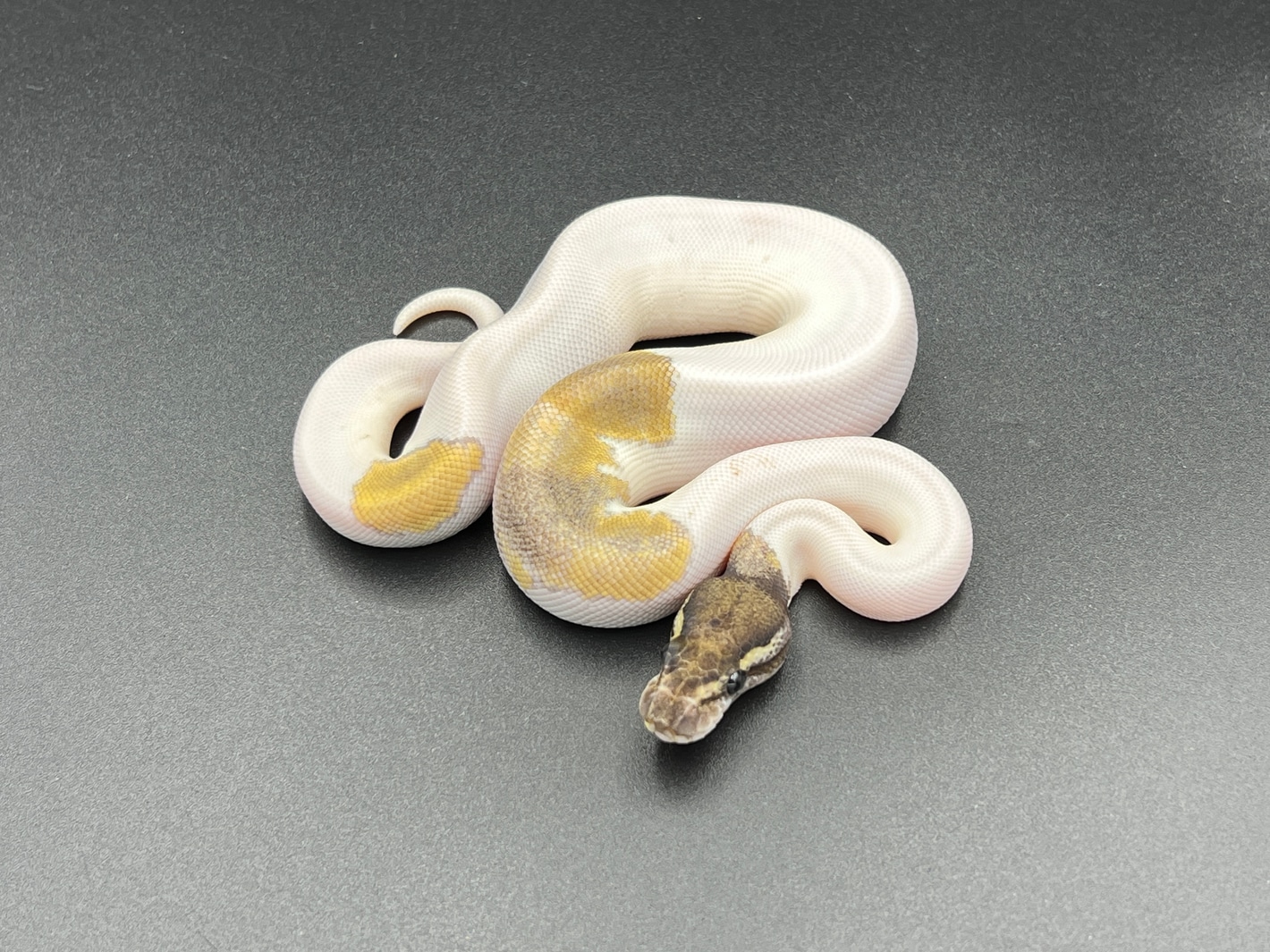 Mojave Piebald Het Axanthic (VPI) Ball Pythons by Osmun