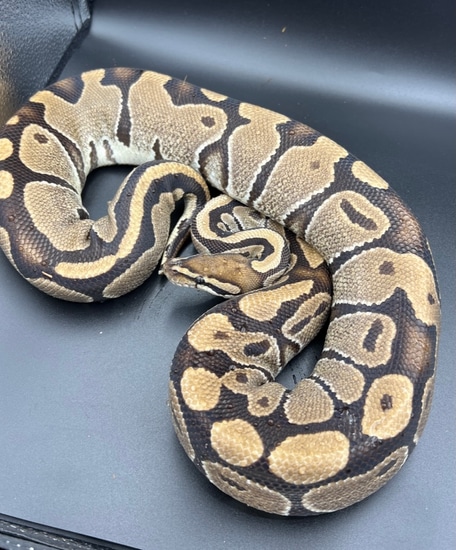 Normal Ball Python by Osmun Reptiles