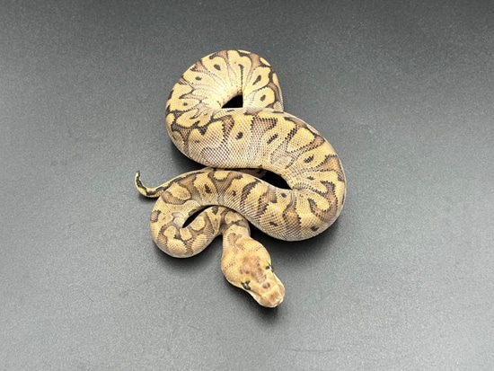 GHI HGW Clown Ball Python by Osmun Reptiles
