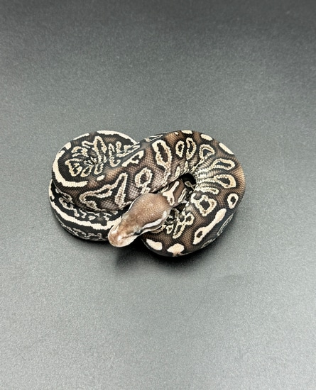 Onyx YB/specter Het Clown Ball Python by Osmun Reptiles