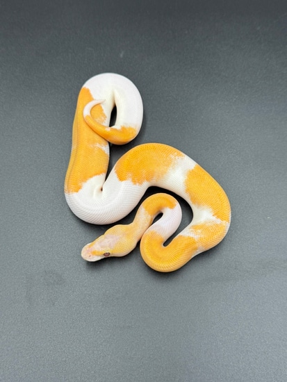 Suma Piebald Lavender Albino Ball Python by Osmun Reptiles