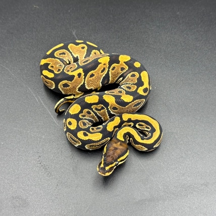 Quad Het Candy Het Clown Het Desert Ghost Het Piebald Ball Python