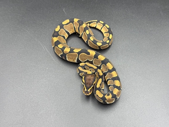 Triple Het Desert Ghost Het Hypo Het Tri-stripe Ball Python by Osmun ...