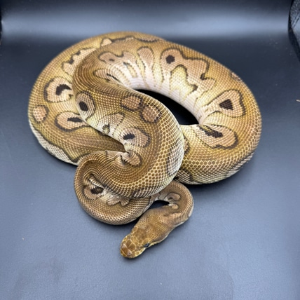 Orange Dream Black Pastel Clown 100% Het Genetic Stripe Ball Python