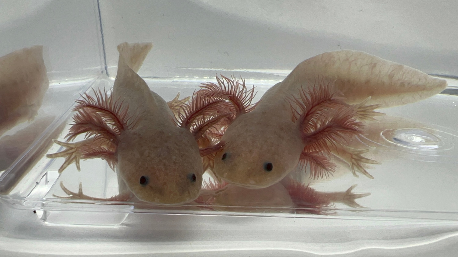 MACs Melanoid Axanthic Copper Axolotl by Ostol Axolotls MorphMarket