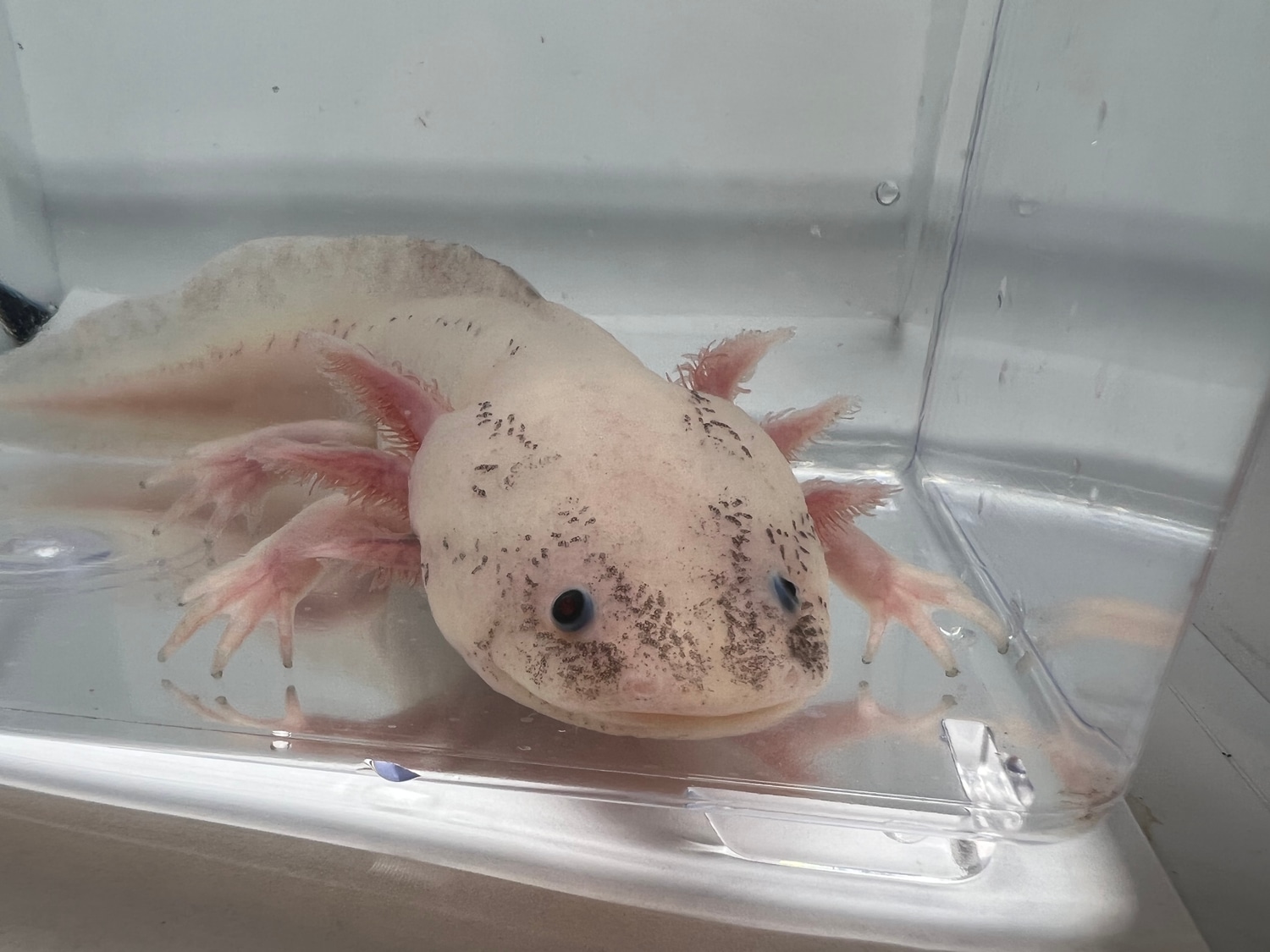 Dirty Leucy Poss Female Axolotl by Ostol Axolotls MorphMarket