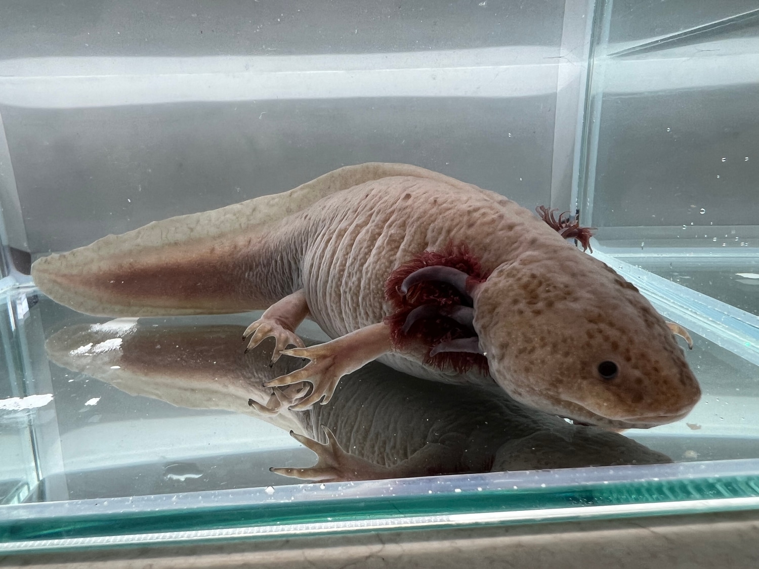 Female Melanistic Axanthic Copper MAC Axolotl by Ostol Axolotls