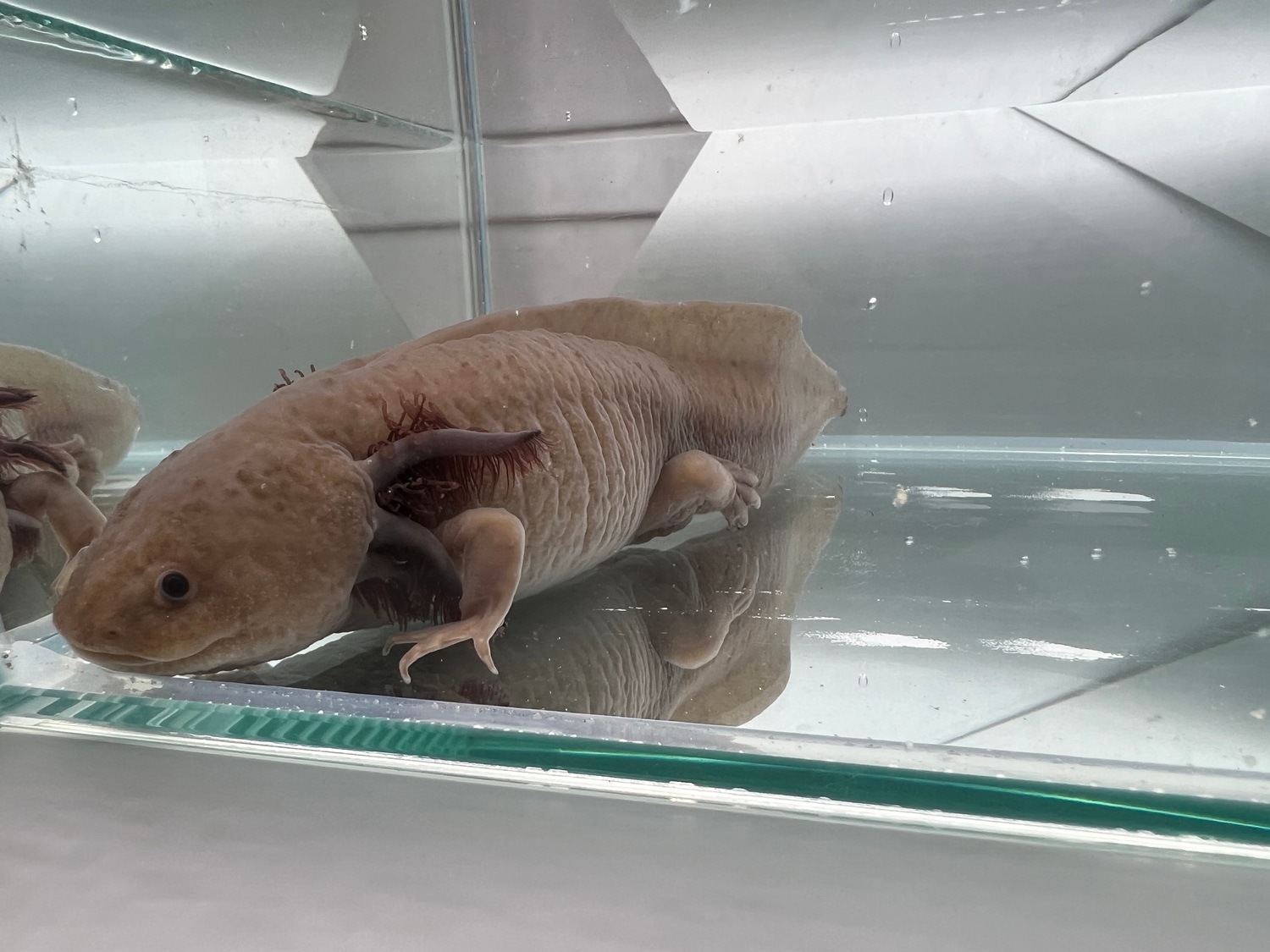 Male Copper Melanoid Axolotl by Ostol Axolotls MorphMarket