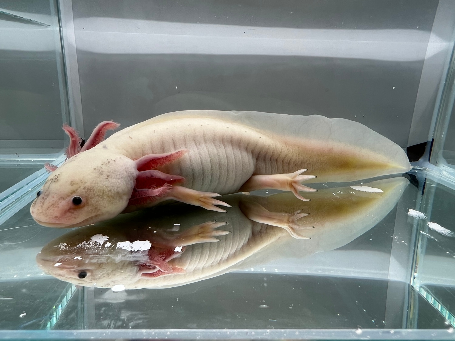 Female Dirty Leucy Axolotl by Ostol Axolotls MorphMarket