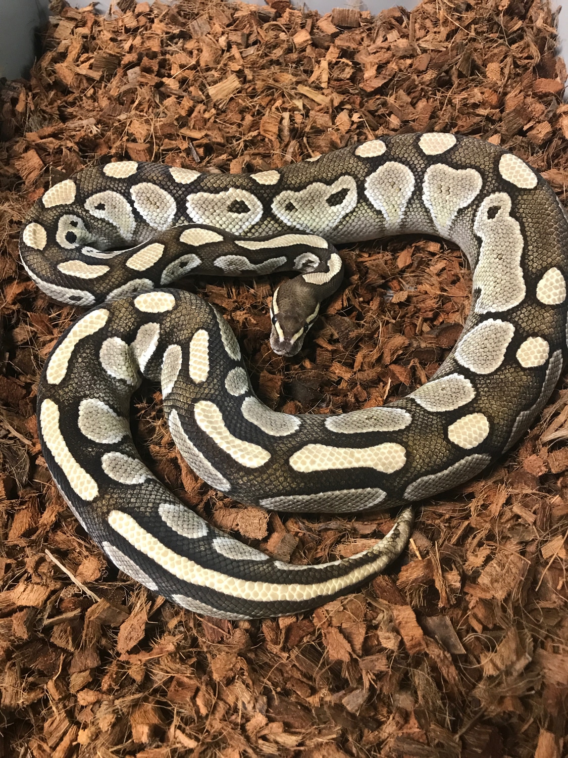 Lesser Het Genetic Stripe Ball Python by On the Ball Pythons - MorphMarket