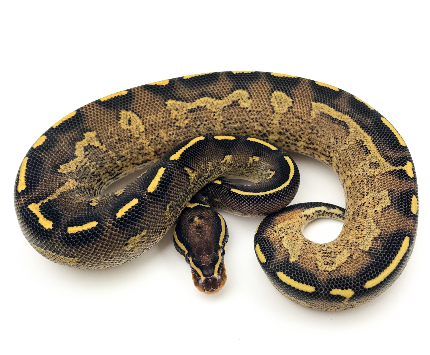 Double Freeway Ball Python Freeway Ball Python by On the Ball Pythons - MorphMarket