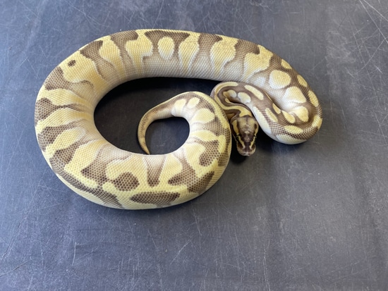 Super Pastel Fire Enchi Butter Yellowbelly Ball Python by On the Ball ...