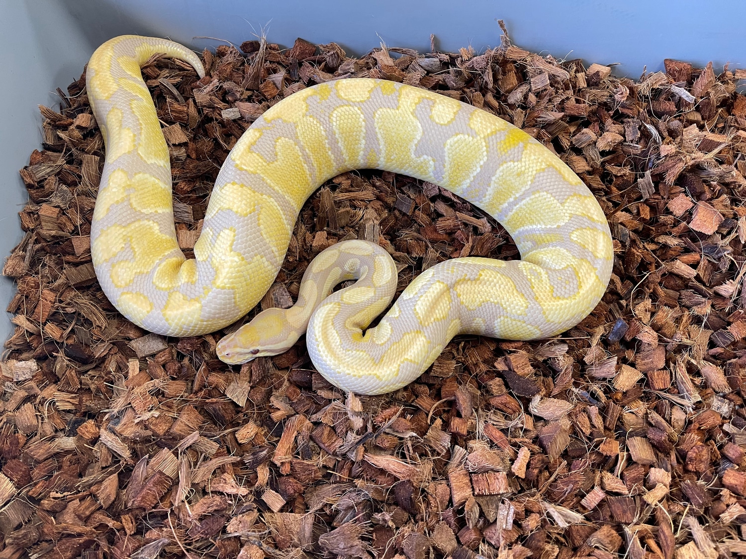 Ultramel Caramel Ball Python by On the Ball Pythons - MorphMarket