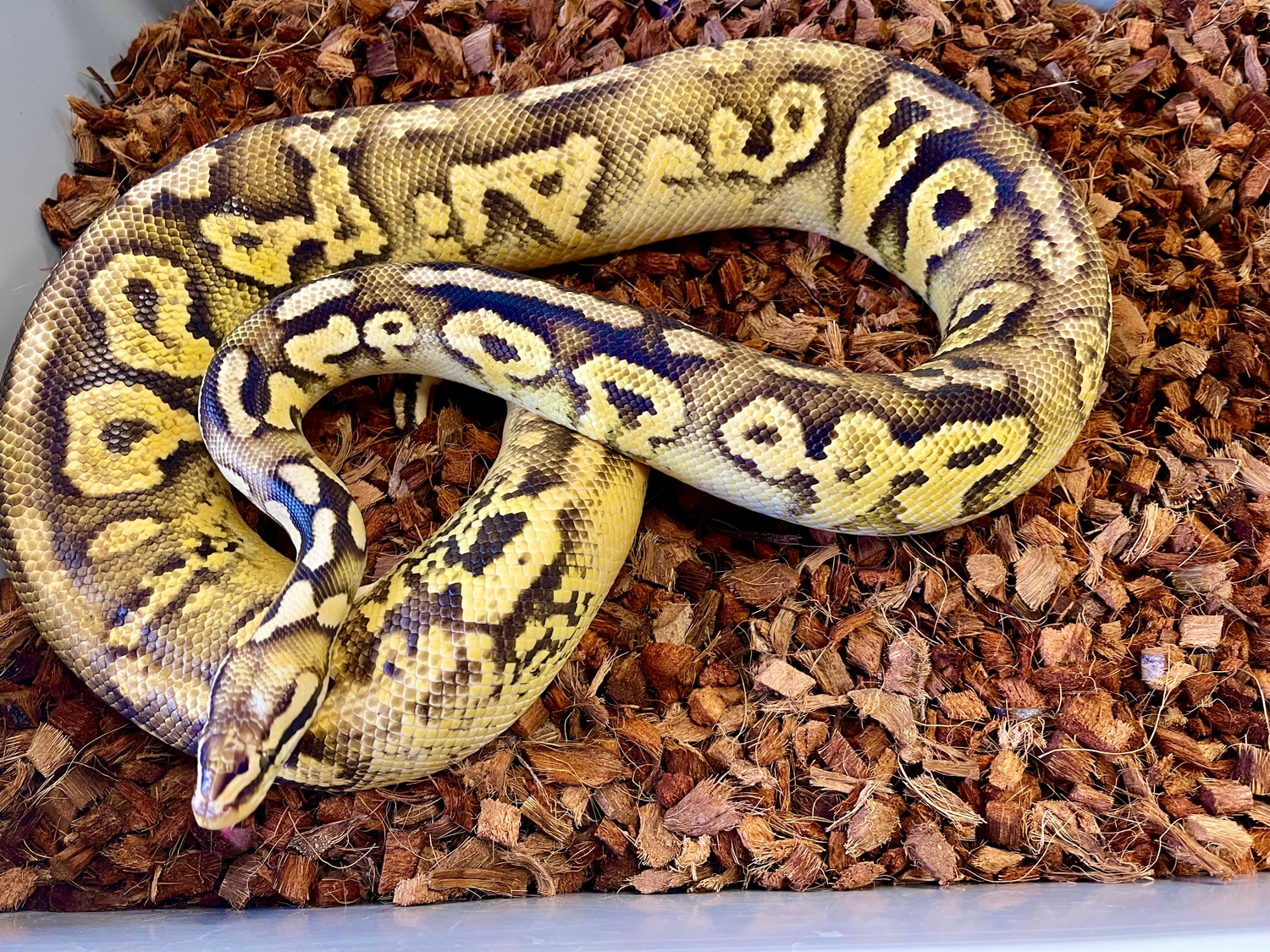 Disco Pastel Yellowbelly Ball Python by On the Ball Pythons MorphMarket