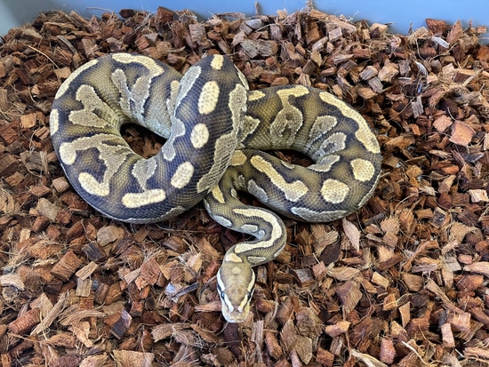 Huffen Ball Python Huffman Yellowbelly Ball Python by On the Ball Pythons