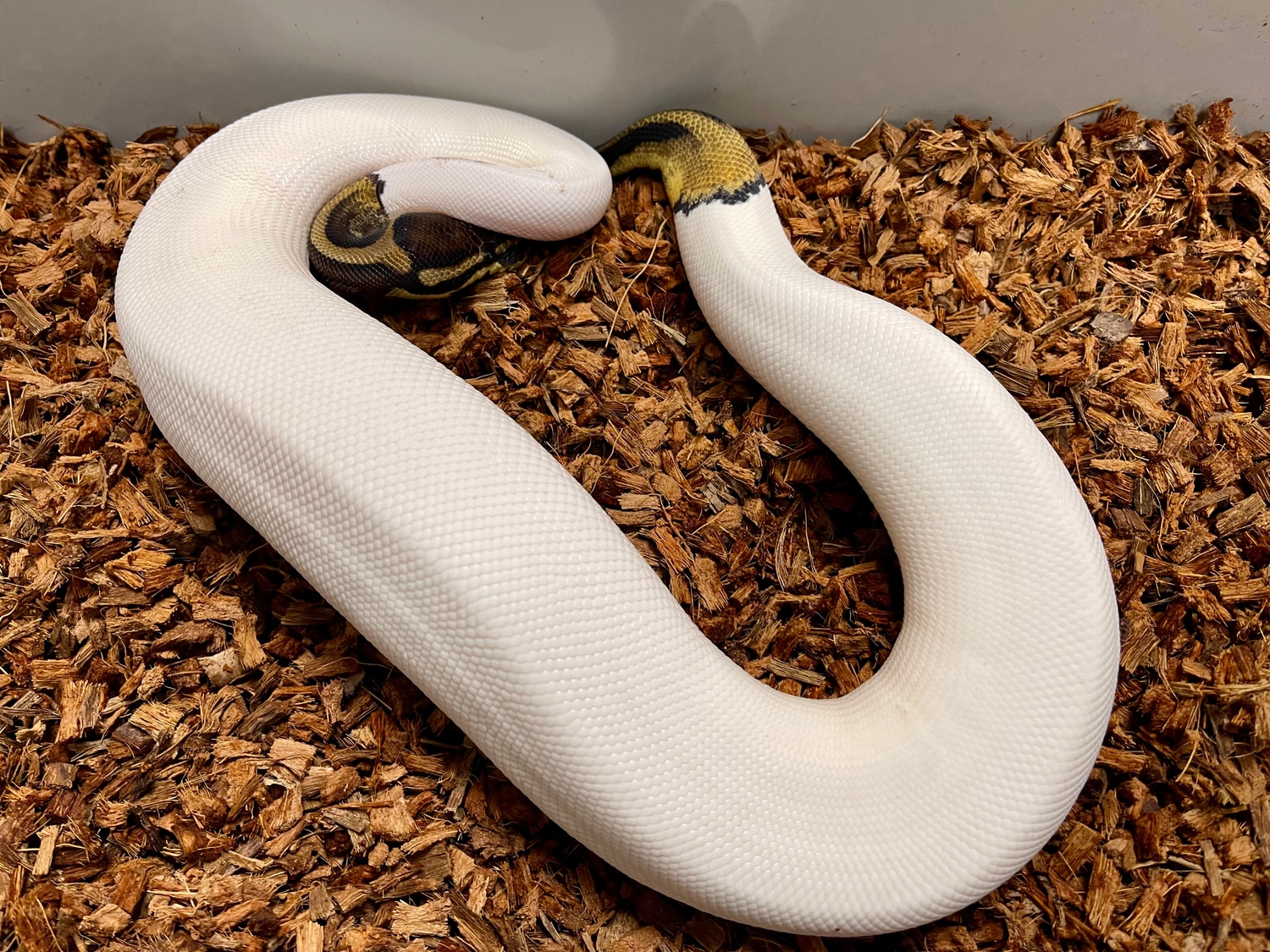 Pied Het Axanthic Ball Python by On the Ball Pythons - MorphMarket