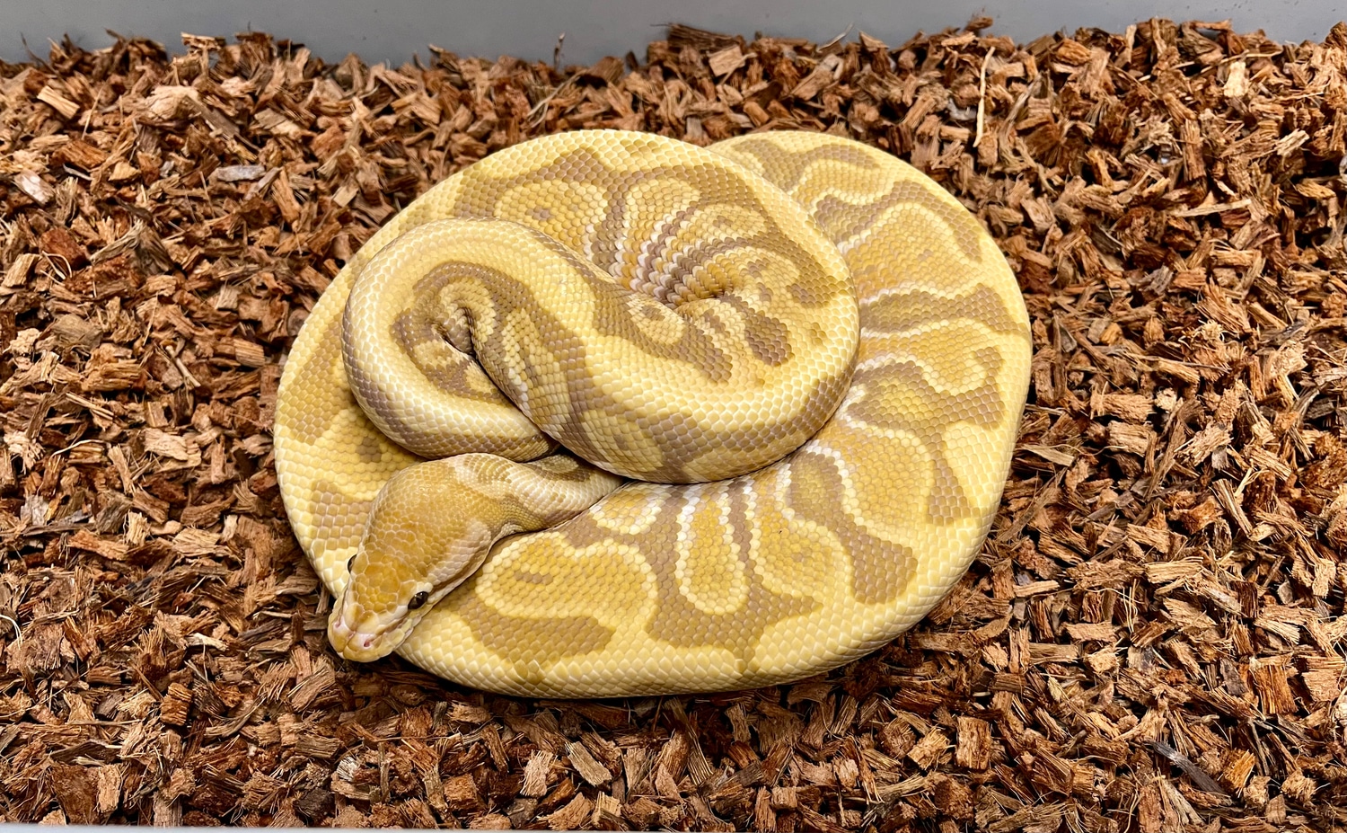 Ultramel Hidden Gene Woma Ball Python by On the Ball Pythons - MorphMarket