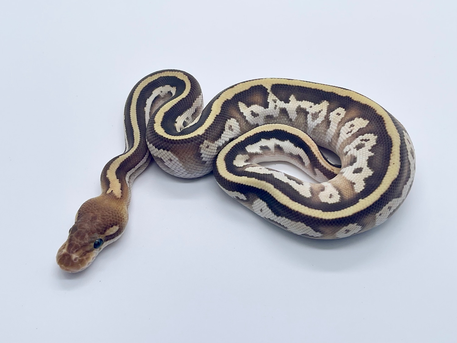 Cypress Mystic Specter Ball Python by On the Ball Pythons - MorphMarket