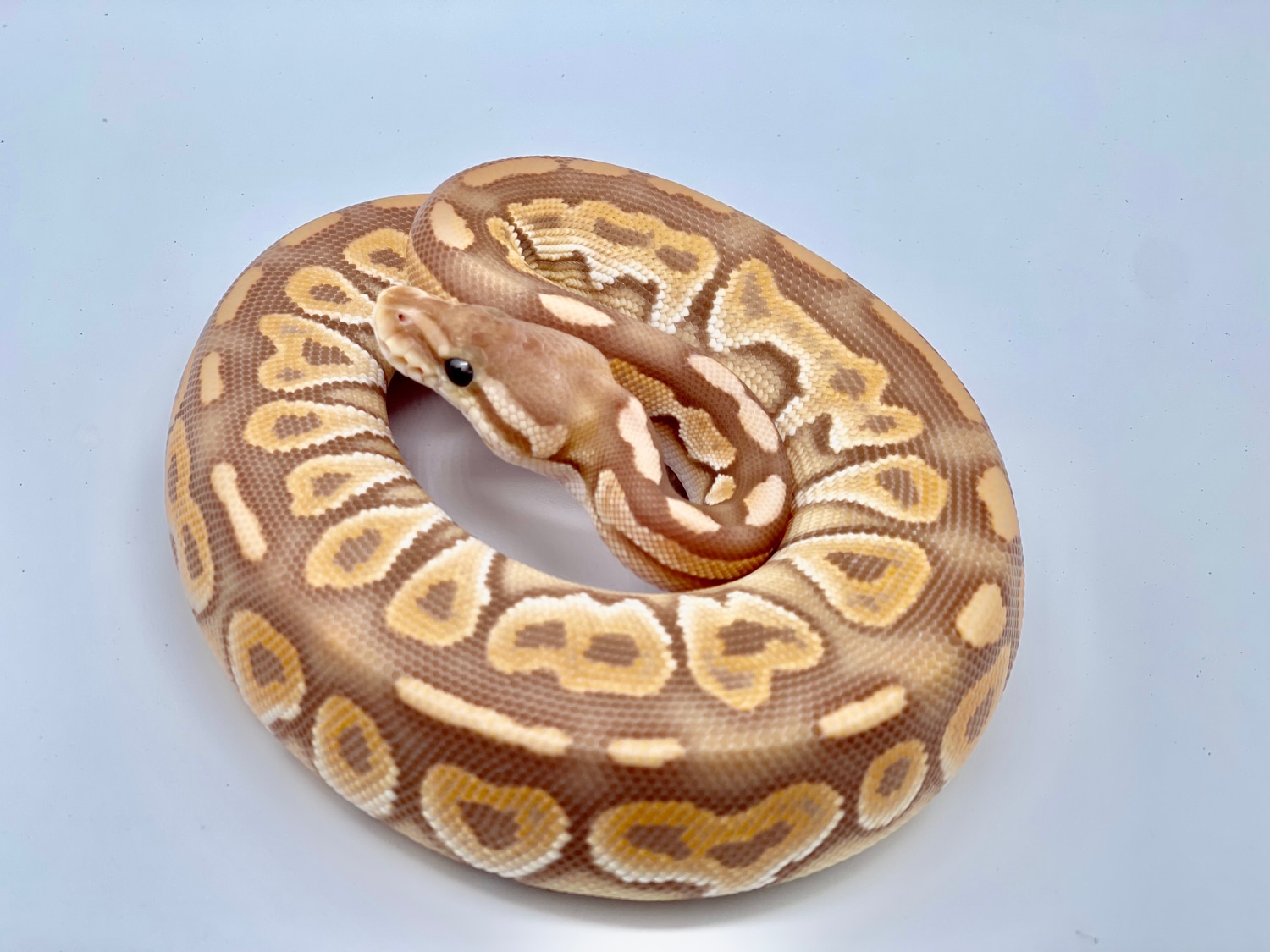 Ultramel Cinnamon Ball Python by On the Ball Pythons - MorphMarket